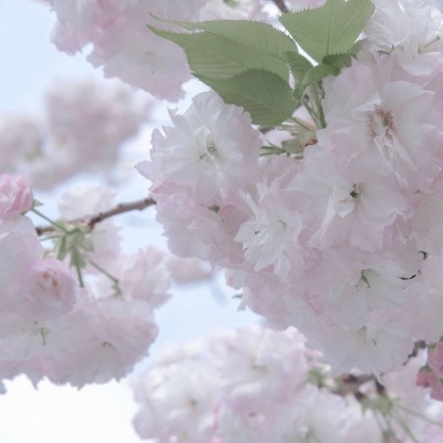 Furry二次元壁纸分享Furry群