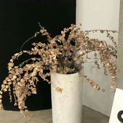 西充福瑞交流群